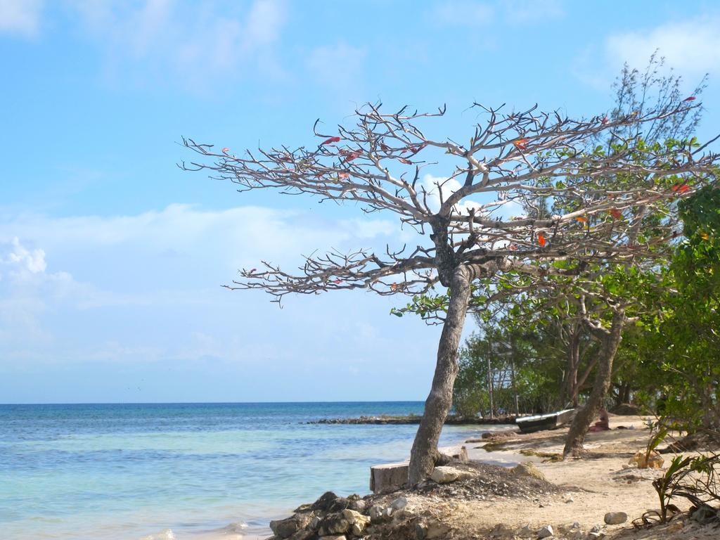 Coral View Beach Resort อูติลา ภายนอก รูปภาพ